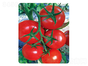 ӯ���_806-���ѷN��-ʢ���N�I(y��)