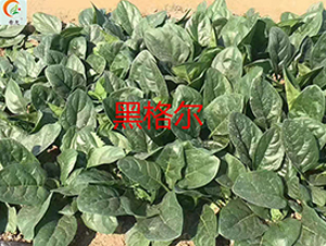 �ڸ�-���˷N��-ʢ���N�I(y��)