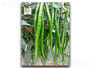 杰克-辣椒種子-盛旺種業(yè)