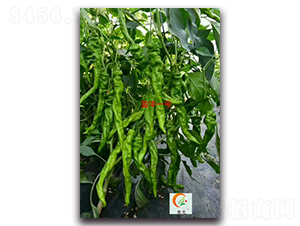 ӯ�Sһ̖(h��o)-�����N��-ʢ���N�I(y��)