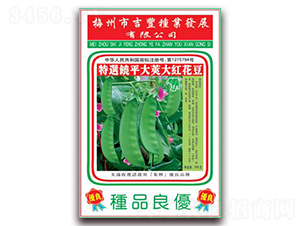 大紅花豆-花豆種子-吉豐種業(yè)