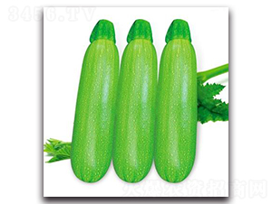 SA08-�����J�N��-�G�x�N�I(y��)