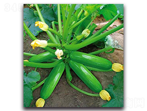 SA06-�����J�N��-�G�x�N�I(y��)