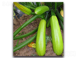 SA01-�����J�N��-�G�x�N�I(y��)