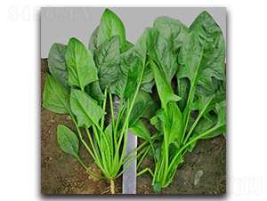 706-���˷N��-�G�x�N�I(y��)