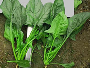 705-���˷N��-�G�x�N�I(y��)