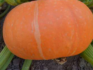 PA01-�ϹϷN��-�G�x�N�I(y��)