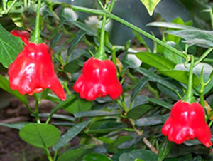 PA20-�����N��-�G�x�N�I(y��)