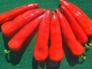 PA10-�����N��-�G�x�N�I(y��)