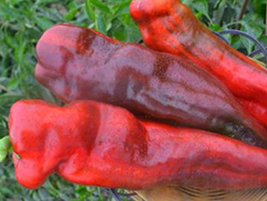 PA08-�����N��-�G�x�N�I(y��)