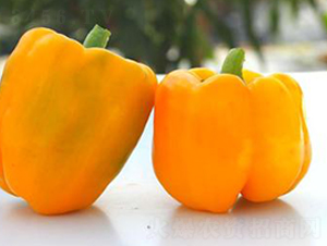 PM77-�����N��-�G�x�N�I(y��)