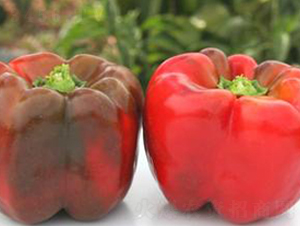 PM60-�����N��-�G�x�N�I(y��)