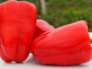 PA04-�����N��-�G�x�N�I(y��)