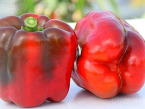 PA01-�����N��-�G�x�N�I(y��)