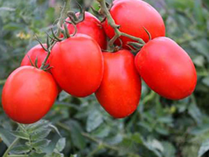 TM815-���ѷN��-�G�x�N�I(y��)