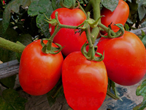 TA16-���ѷN��-�G�x�N�I(y��)