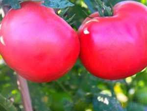 TM811-���ѷN��-�G�x�N�I(y��)