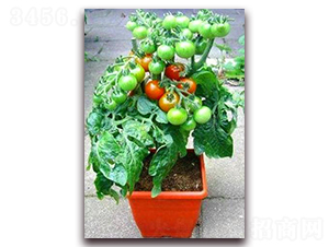 TA07-番茄種子-騁輝種業(yè)