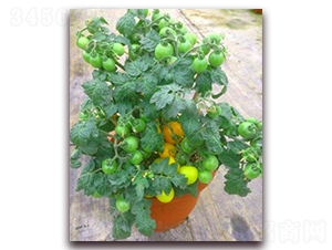 TA04-番茄種子-騁輝種業(yè)