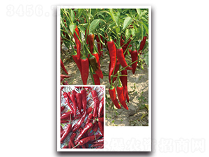 ʥ�t-�����N��-���}�r(n��ng)�I(y��)