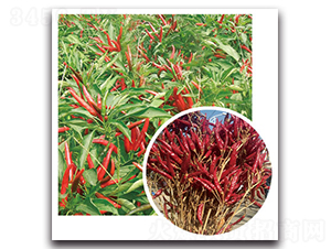 ����5̖(h��o)-�����N��-���}�r(n��ng)�I(y��)