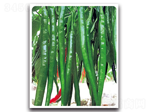 �ھ�8̖(h��o)-�����N��-���}�r(n��ng)�I(y��)