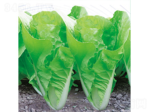 �֠����3̖-��˷N��-�֠��r(n��ng)�I(y��)