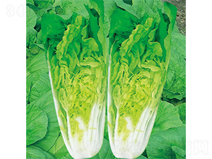 �֠����1̖-��˷N��-�֠��r(n��ng)�I(y��)