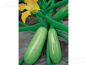 ����-�����J�N��-�֠��r(n��ng)�I(y��)