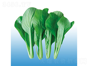 ����һ�͟��uë��-�๣�˷N��-�֠��r(n��ng)�I(y��)