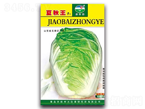 膠白夏秋王-白菜種子-膠白