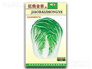 抗病金秋F1-白菜種子-膠白