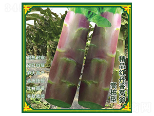 �t�����n�ķN��-ʢ���N��