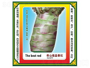 奇山極品香紅-萵苣種子-盛琪種子