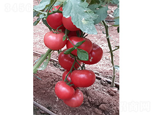 ���S003-���ѷN��-���S�r(n��ng)�I(y��)