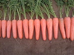 ���S1366-���}���N��-���S�r(n��ng)�I(y��)