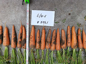 HY1326-���}���N��-���S�r(n��ng)�I(y��)