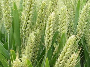 ����668-С���N��-���S�r(n��ng)�I(y��)