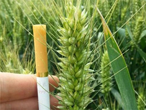 ���r(n��ng)160-С���N��-���S�r(n��ng)�I(y��)