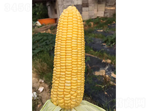 1078-玉米種子-哈維農(nóng)業(yè)