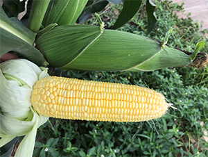 維甜54-玉米種子-哈維農(nóng)業(yè)