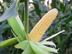 仲甜5號(hào)-玉米種子-哈維農(nóng)業(yè)