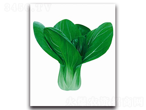 ����12̖(h��o)�๣��-�๣�˷N��-����N�I(y��)