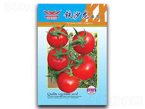 鐵沙龍番茄-番茄種子-科翔種業(yè)