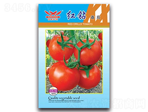 紅鉆番茄-番茄種子-科翔種業(yè)