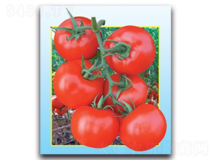 眾盈蕃茄-番茄種子-科翔種業(yè)
