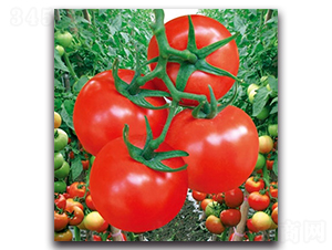 �t����t����-���ѷN��-����N�I(y��)