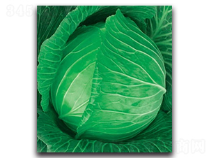 未來789甘藍(lán)-甘藍(lán)種子-科翔種業(yè)