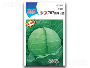 未來797-甘藍種子-科翔種業(yè)