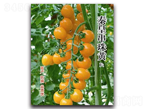 �ػʴ����SF1-���ѷN��-�ػ�